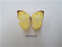 藏品(遷粉蝶)的圖片